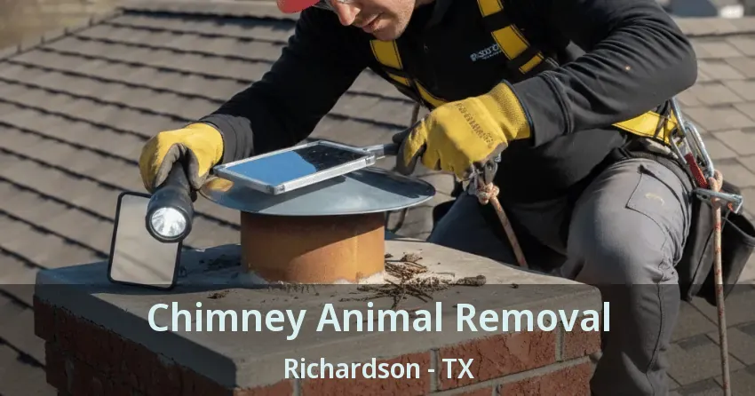 Chimney Animal Removal Richardson - TX